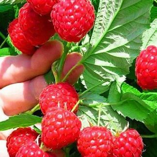 Малина Глен Ампл (саджанці, дворічні)