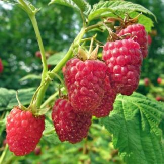 Малина Ляшка (саджанці, дворічні)