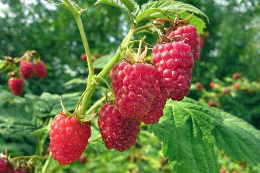 Малина Ляшка