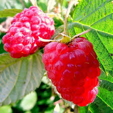 Малина Метеор (саджанці, дворічні)