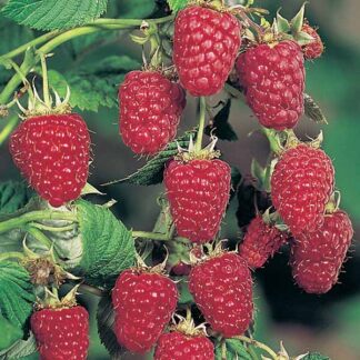 Малина Октавіа (саджанці, дворічні)