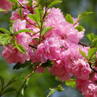 Мигдаль Декоративний