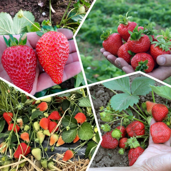 Набір "Полуничний настрій" №2 (Королева Єлизавета 20шт + Альбіон 20шт) / 40 саджанців