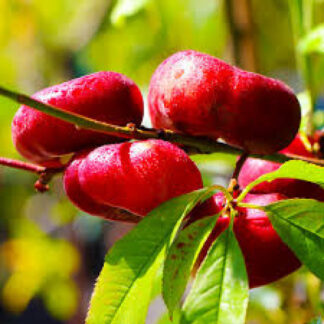 Нектарин інжирний Саманта (саджанець, дворічний)