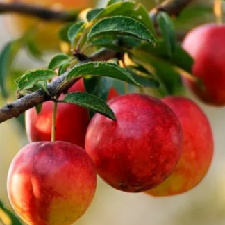 Нектарин Флейвор Топ (саджанець, трьохрічний)