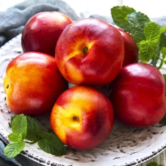 Нектарин Ред Голд (саджанець, трьохрічний)