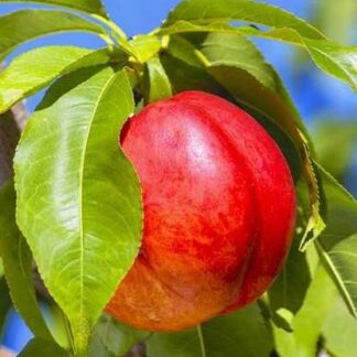 Нектарин Ванг (саджанець, трьохрічний)