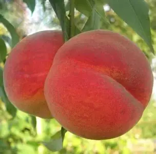 Персик Бенедикт (саджанець, дворічний)