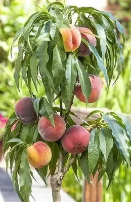 Персик колоновидний Медовий