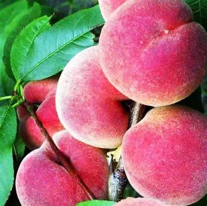 Персик колоновидний Штайнберг