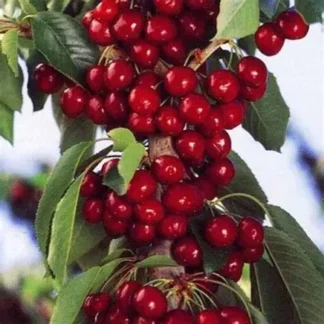 Черешня колоновидна Червона помада