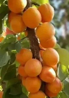Абрикос колоновидний Санні