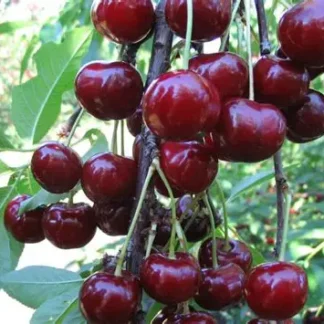 Вишня Чудо (саджанець, дворічний)