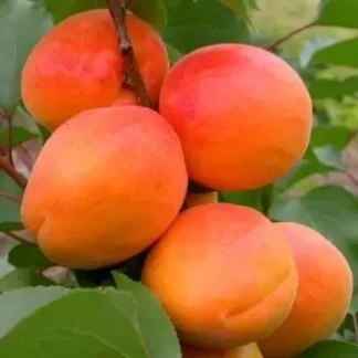 Абрикос Кіото (саджанець, дворічний)