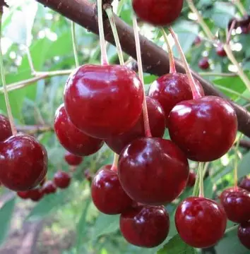 Вишня Нефрис (саджанець, однорічний)