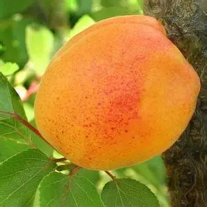 Абрикос Джумбо Тардів (саджанець, дворічний)