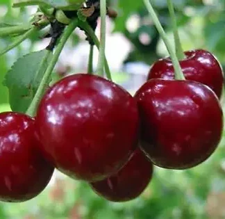 Вишня Малятко (саджанець, дворічний)