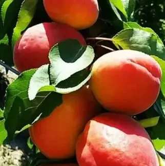 Абрикос Джумбо Кот (саджанець, дворічний)