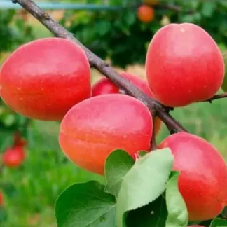 Абрикос Вондер Кот (саджанець, дворічний)