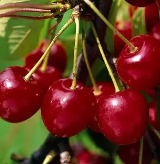 Вишня Балатон (саджанець, дворічний)