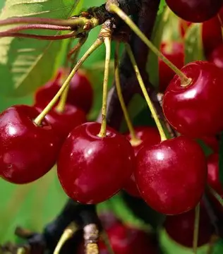 Вишня Балатон (саджанець, дворічний)