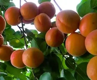 Абрикос Бержерон (саджанець, дворічний)