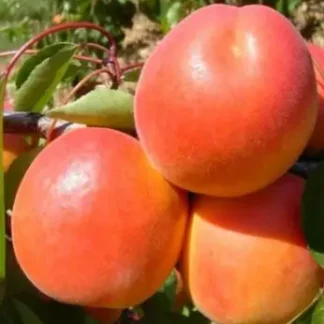 Абрикос Белла Дімола (саджанець, дворічний)
