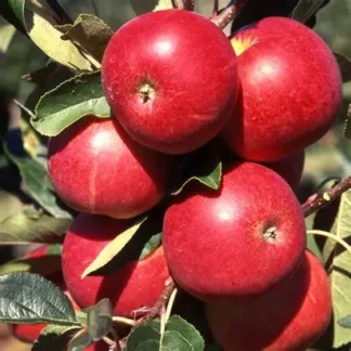 Яблуня колоновидна Вікторія