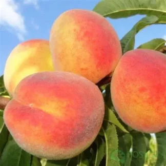 Персик Альстар (саджанець, дворічний)