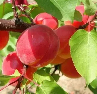 Абрикос Біг Ред (саджанець, дворічний)