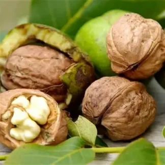 Волоський горіх Буковинська Бомба (однорічний) / сіянець