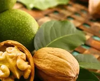 Волоський горіх Ідеал (однорічний) / сіянець