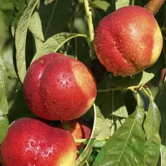 Нектарин Фантазія (саджанець, дворічний)