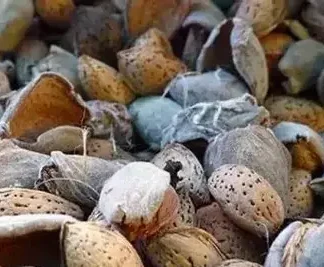 Мигдаль Ялтинський (саджанець, однорічний)