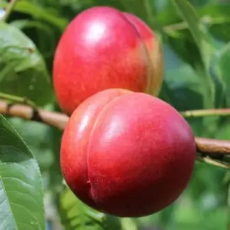 Нектарин Супер Квін (саджанець, дворічний)