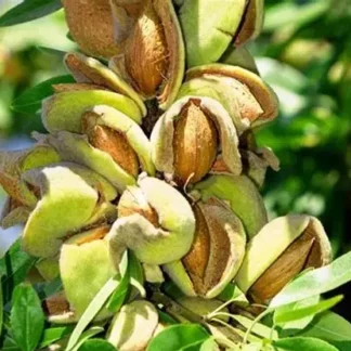 Мигдаль Ріхтер (саджанець, однорічний)