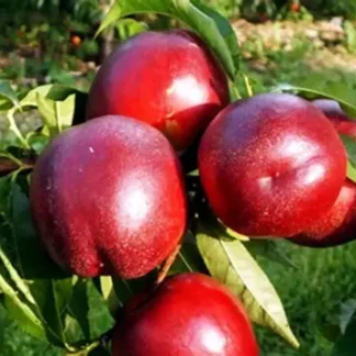 Нектарин Біг Топ (саджанець, дворічний)