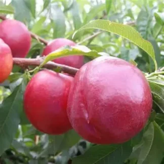 Нектарин Хоней Хейвен (саджанець, дворічний)