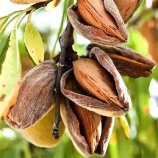 Мигдаль Нікітський (саджанець, однорічний)