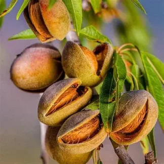 Мигдаль Делон (саджанець, однорічний)