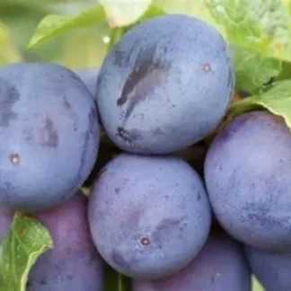 Слива Угорка (саджанець, дворічний)