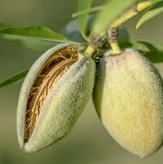 Мигдаль Аян (саджанець, однорічний)