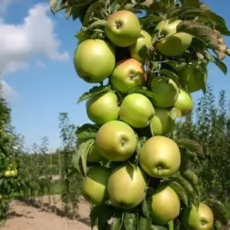 Яблуня колоновидна Бурштинове намисто