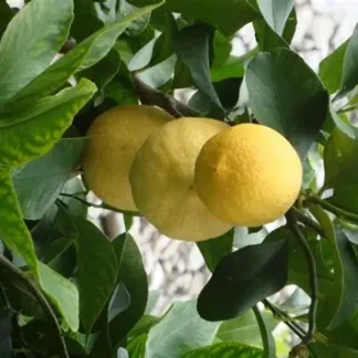 Саджанці лимона Київський Великоплідний