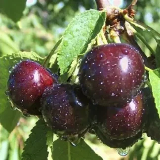 Черешня Зодіак (саджанець, дворічний)