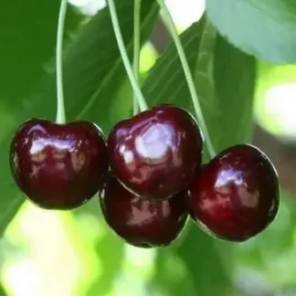 Черешня Волове серце (саджанець, дворічний)