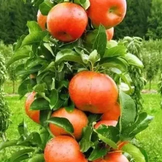 Яблуня колоновидна Баргузін