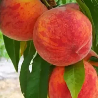 Персик Інка (саджанець, однорічний)