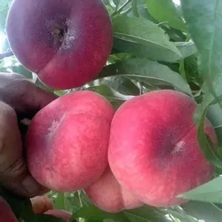 Персик інжирний Уфо 3 (саджанець, дворічний)