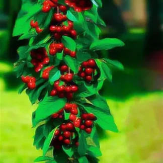 Колоновидні саджанці вишні та черешні